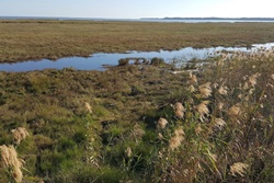 Aransas National Wildlife Refuge, Corpus Christi dog parks, dog activities, dog parks near Corpus Christi, dog beaches