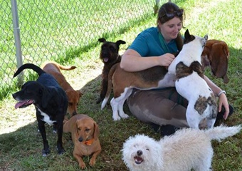 Barkaritaville Pet Resort, pet boarding in Corpus Christi, Corpus Christi dog daycare, pet resort and pet grooming Corpus Christi Texas
