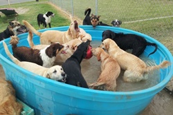 Bruno's Bath House, pet resort in Corpus Christi Texas, pet boarding in Corpus Christi, Corpus Christi dog daycare, pet resort and pet grooming Corpus Christi Texas