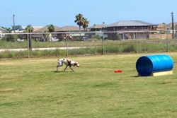 Community Dog Park, Corpus Christi dog parks, dog activities, dog parks near Corpus Christi, dog beaches