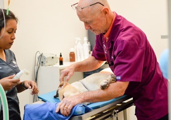 Corpus Christi Animal Clinic, vets in Corpus Christi, Corpus Christi veterinarians, animal hospital