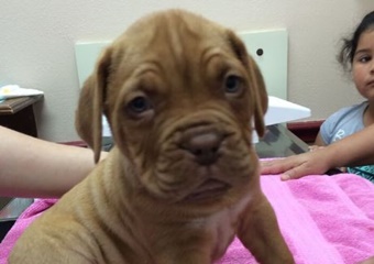 Corpus Christi Animal Clinic, vets in Corpus Christi, Corpus Christi veterinarians, animal hospital