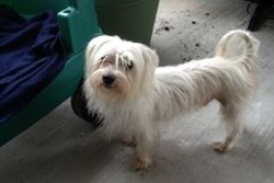 Dog House, pet grooming Corpus Christi Texas