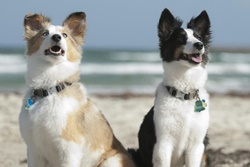 Mustang Island State Park, Corpus Christi dog parks, dog activities, dog parks near Corpus Christi, dog beaches
