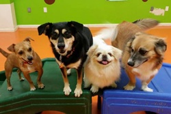 The Pooch Pad, pet boarding in Corpus Christi, Corpus Christi dog daycare, pet resort and pet grooming Corpus Christi Texas