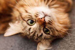 Southside Animal Hospital, vets in Corpus Christi, Corpus Christi veterinarians, animal hospital